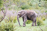 African Elephant (wild)