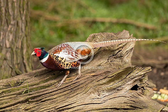 Male Common Pheasant on Log Male Common Pheasant on Log