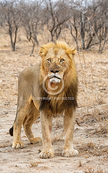 Male Lion