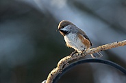 Boreal Chickadee Perched in the Light