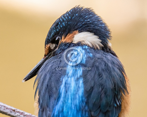 Male Kingfisher Male Kingfisher