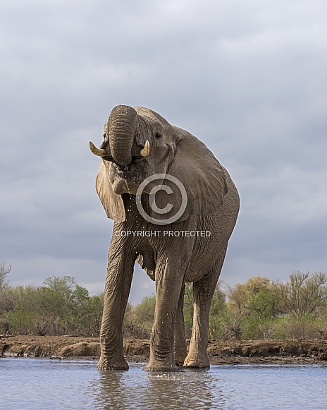 African Elephant African Elephant
