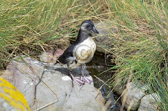 Puffling Puffling