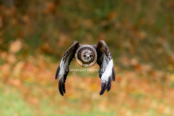 Hawks--Common Buzzared