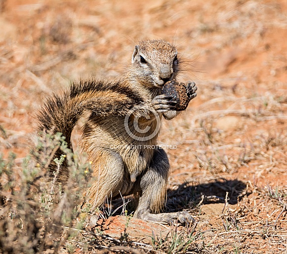 African Ground Squirrel