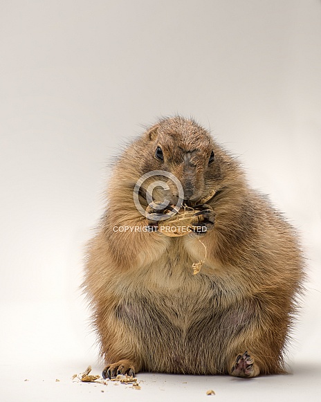 Black-Tailed Prairie Dog Black-Tailed Prairie Dog