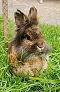 Pet Rabbit in Garden