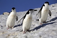 Chinstrap Penguins - Antarctica