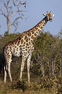 Giraffe - Savuti area of Botswana