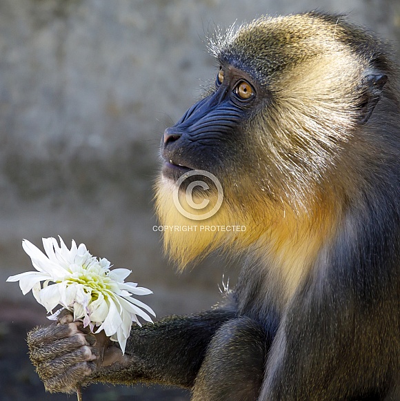 Mandrill (Mandrillus sphinx) Mandrill (Mandrillus sphinx)