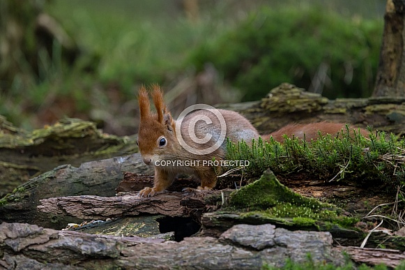 Red Squirrel in a forest Red Squirrel in a forest