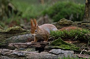 Red Squirrel in a forest