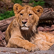 Young Lion