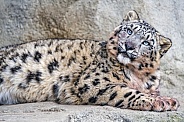 Cute snow leopard resting