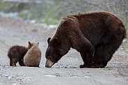 Black Bear and cubs