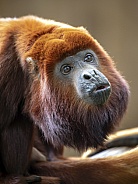 Red Howler Monkey (Alouatta seniculus)