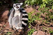 Ring Tailed Lemur Sitting On A Rock