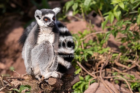 Ring Tailed Lemur Sitting On A Rock