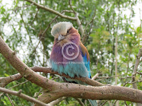 Lilac Breasted Roller