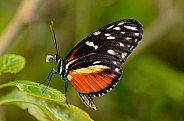 Butterfly - Tiger Longwing