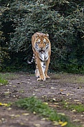 Siberian/Amur Tiger