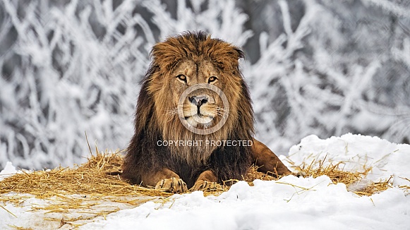 White lion in snow White lion in snow