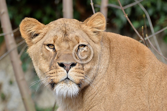African Lioness
