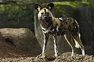 African Painted Dog Full Body Standing Tall