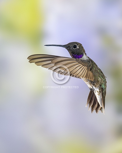 Male Black-chinned Hummingbird in Flight Male Black-chinned Hummingbird in Flight