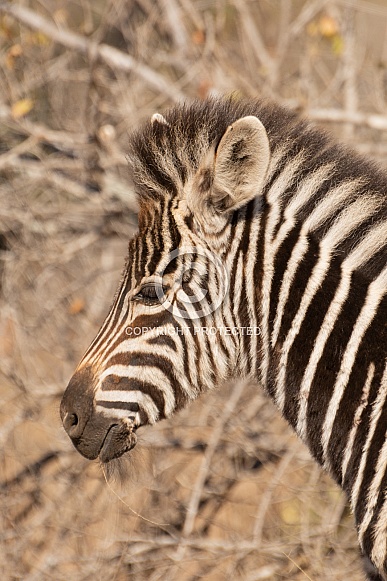 Zebra Zebra