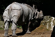 Indian Rhinoceros (Greater One-Horned Rhinoceros)