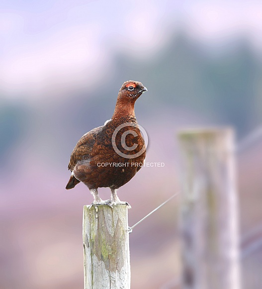 Red Grouse male