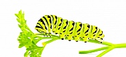 Papilio polyxenes - the black, American, or parsnip swallowtail butterfly caterpillar isolated on white background side profile view on parsley - Petroselinum crispum - a preferred larval food source