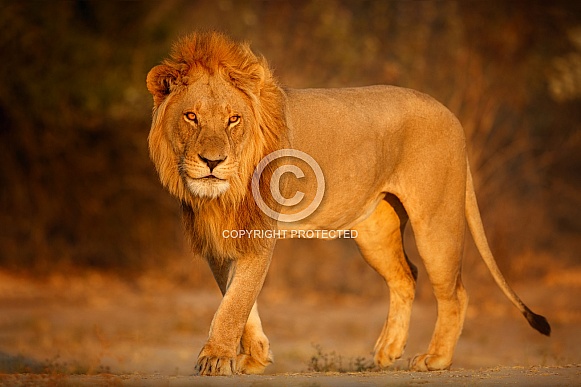 African lion portrait