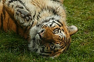 Amur Tiger Rolling On Back Reaching Towards Camera
