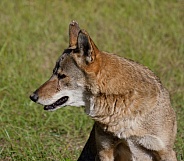 Red Wolf