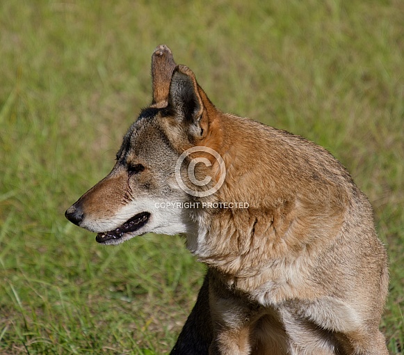 Red Wolf