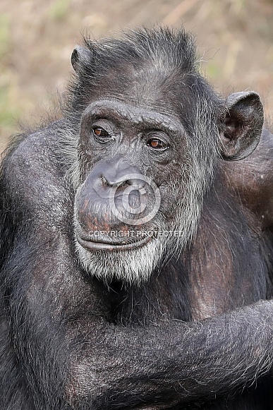 Chimpanzee (Pan troglodytes)