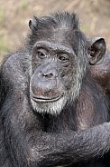 Chimpanzee (Pan troglodytes)