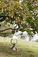Fallow Deer