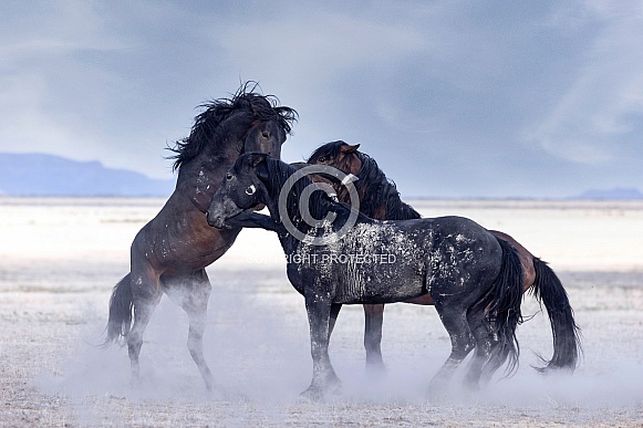 Wild Horse— Onaqui Mountains, Utah