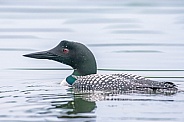 Common Loon (Gavia immer)
