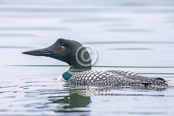 Common Loon (Gavia immer)