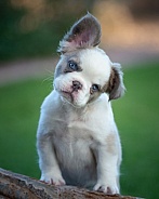 Blue eyed, mixed breed puppy posing for a portrait