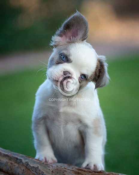 Blue eyed, mixed breed puppy posing for a portrait Blue eyed, mixed breed puppy posing for a portrait