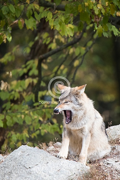 eastern timber wolf