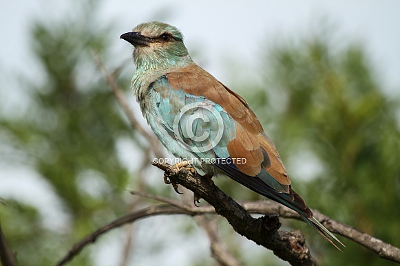 European Roller European Roller