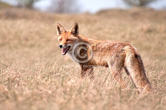 Red Fox Red Fox