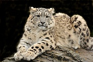 snow leopard on rock