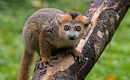 Crowned Lemur Young